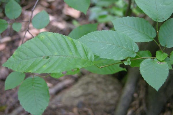 American hornbeam with elegant tree structure