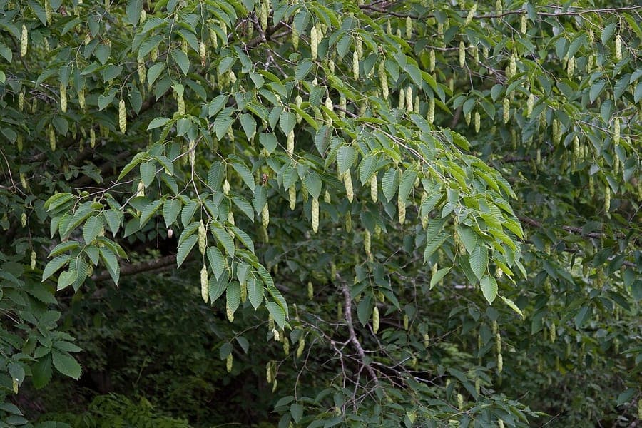 Carpinus cordata in autumn, showing golden-yellow foliage in a woodland garden setting