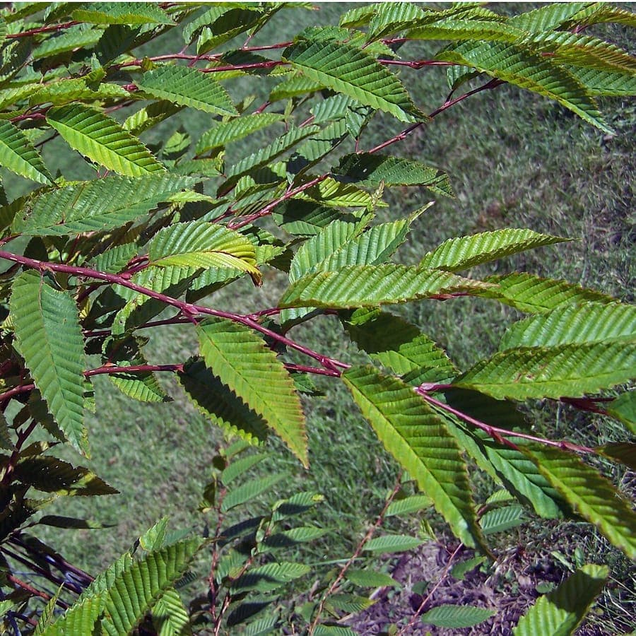 Japanese hornbeam with characteristic leaves and fruit structures in seasonal light
