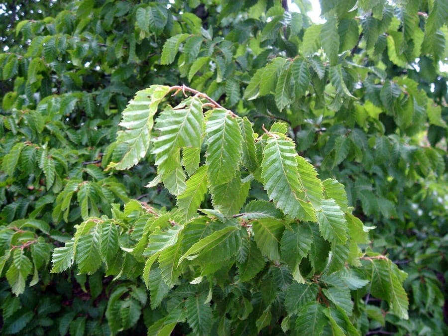Eastern hornbeam in full foliage on a sunny garden spot