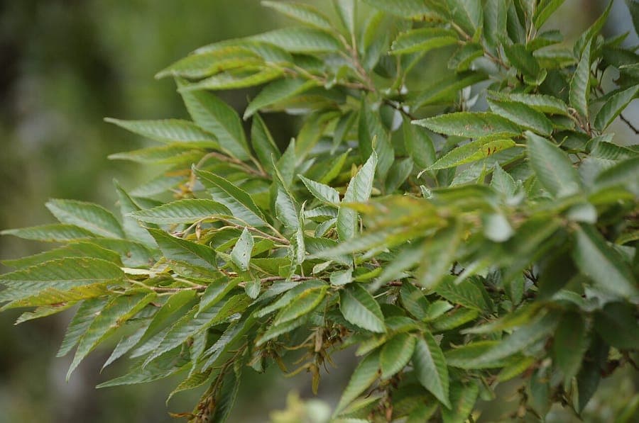 Carpinus tropicalis leaves and branch structure in its natural mountain forest habitat