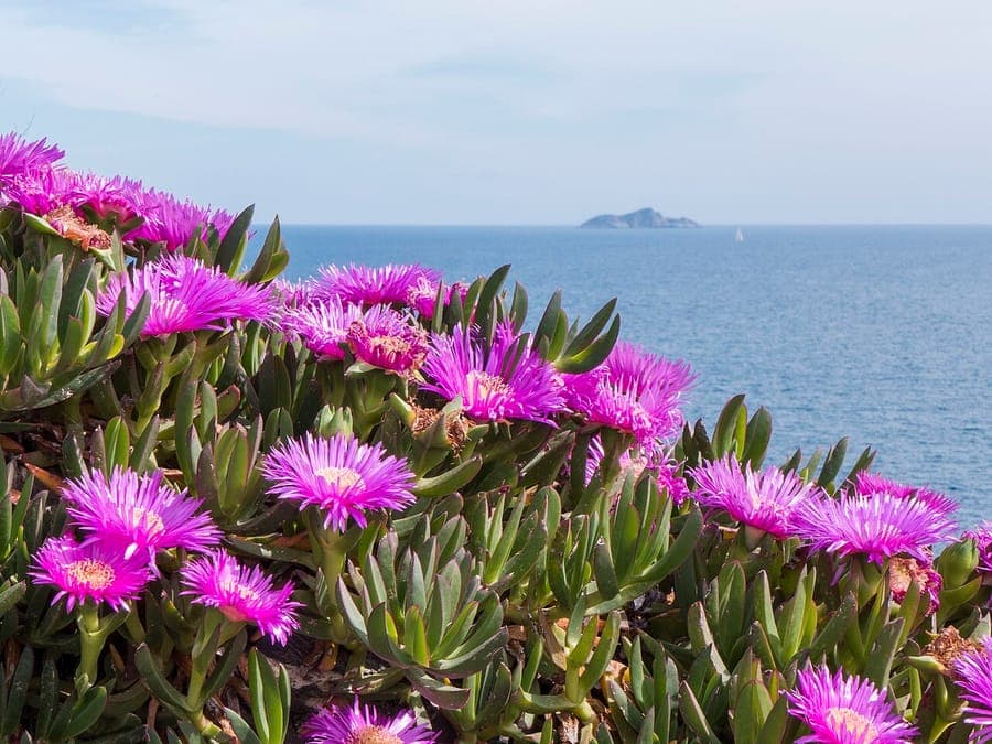 Rode Hottentotvijg met magenta bloemen