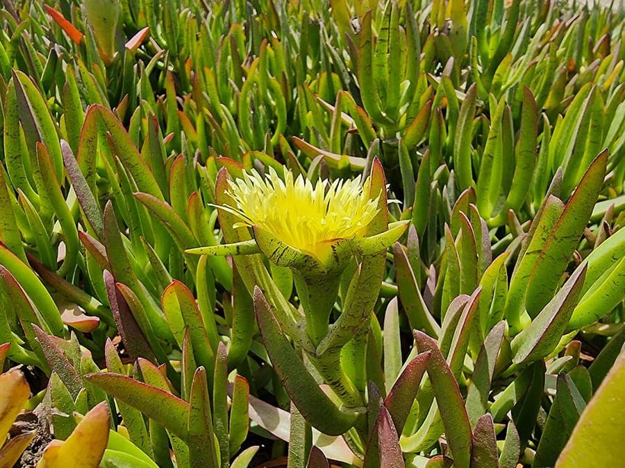 Fleurs violettes ouvertes de Carpobrotus edulis sur un talus ensoleillé en bord de mer