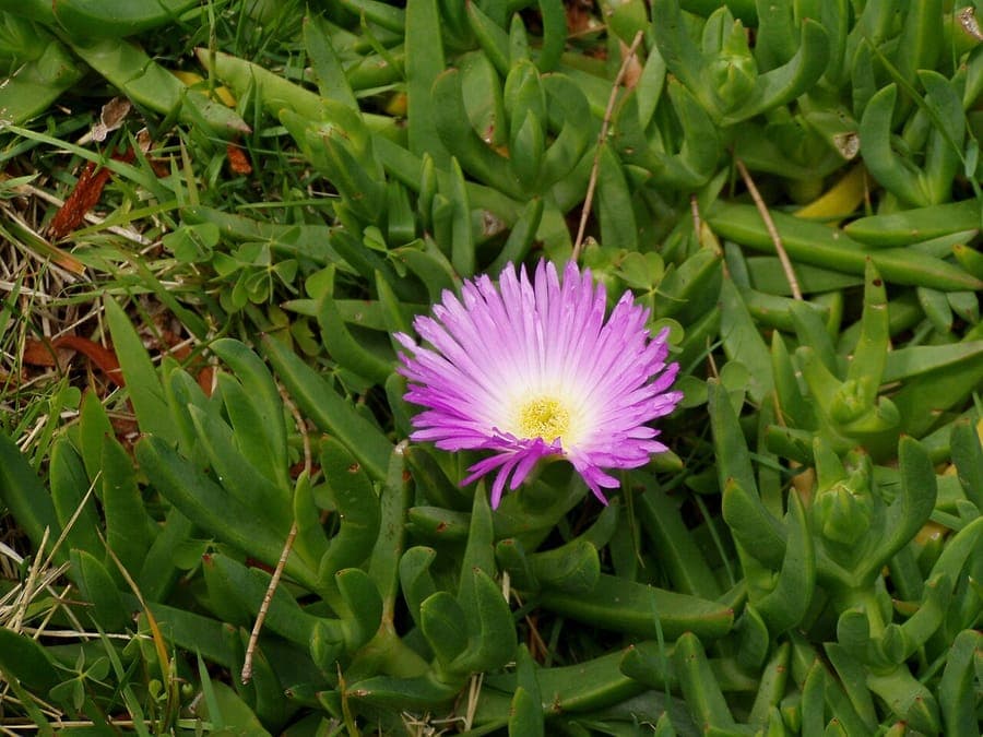 Plante Carpobrotus glaucescens avec fleurs en jardinage succulent