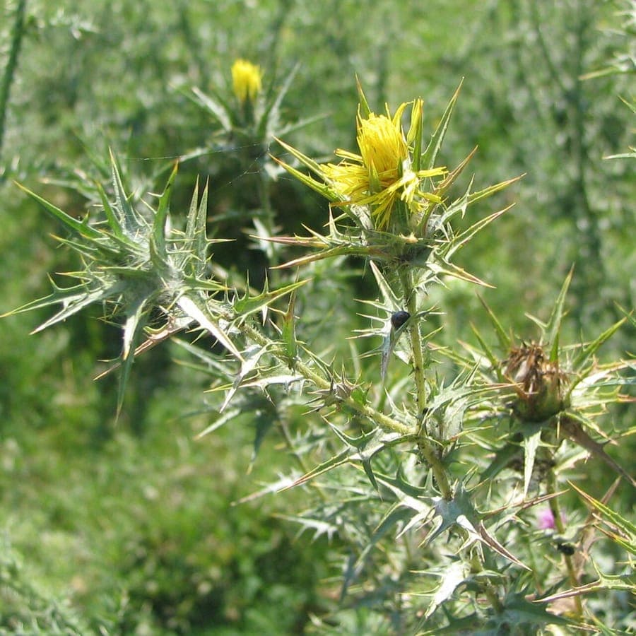 Carthame laineux aux fleurs jaunes