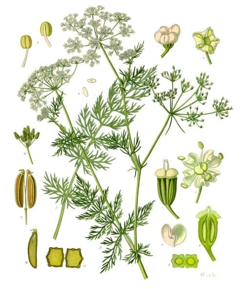 Plant de carvi avec ses fines feuilles plumées et ses petites fleurs blanches délicates