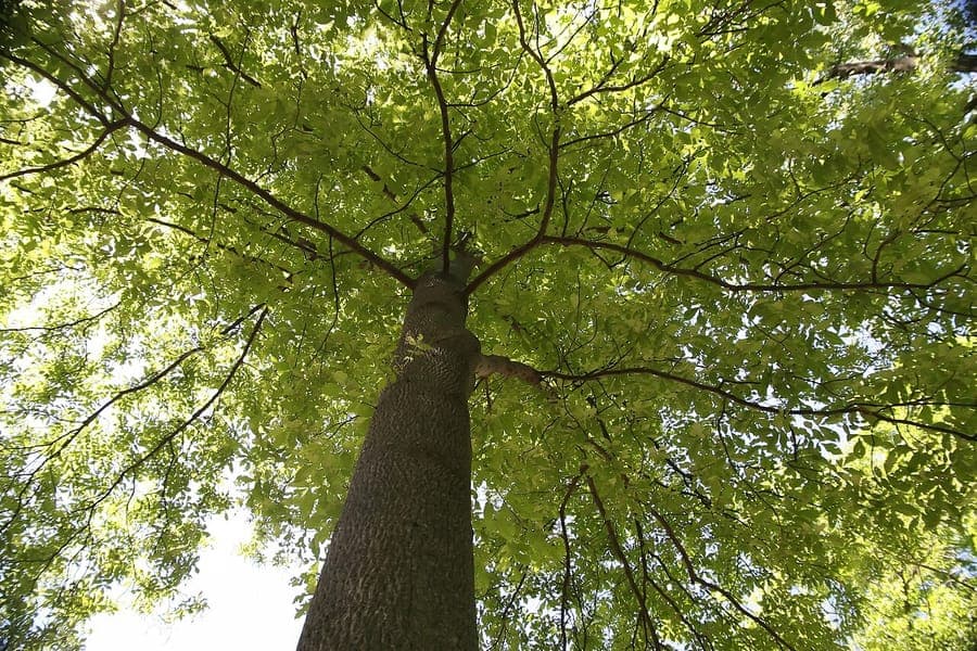 Mockernut hickory tree with green foliage
