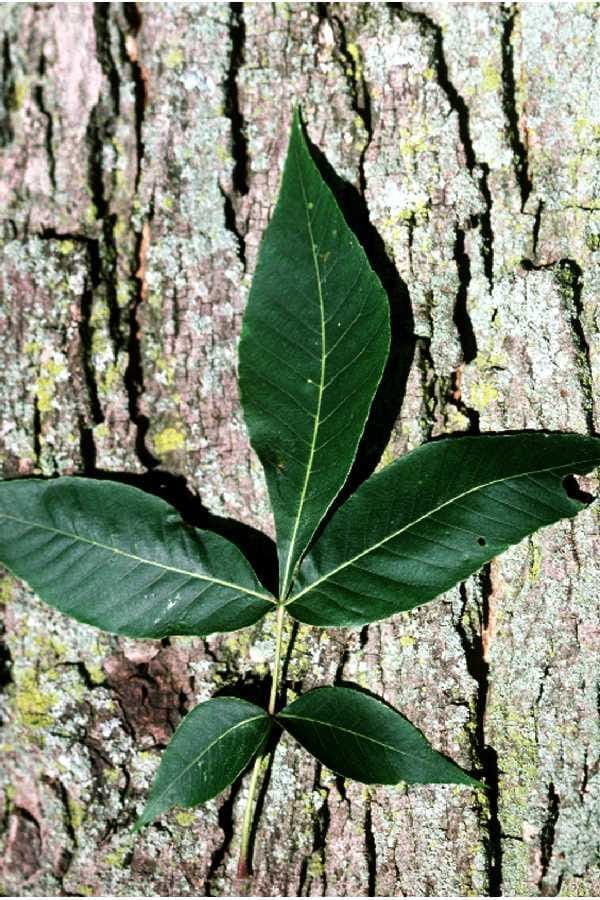 Carya glabra mit charakteristischen gefiederten Blättern und Fruchtständen