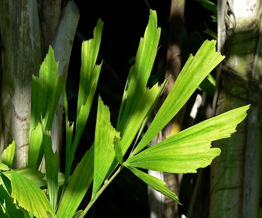 Caryota mitis zachte vinnetjespalm met karakteristieke blaadjes