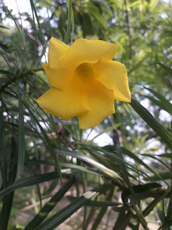 Fleurs jaunes du Cascabela thevetia