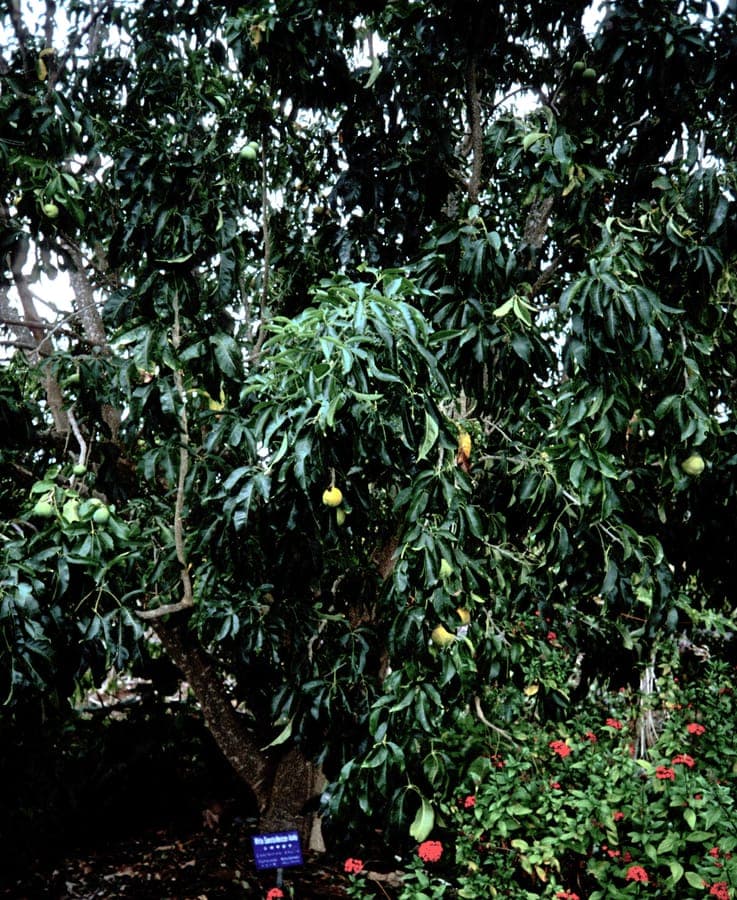 White sapote tree with hanging green foliage and ripening fruits