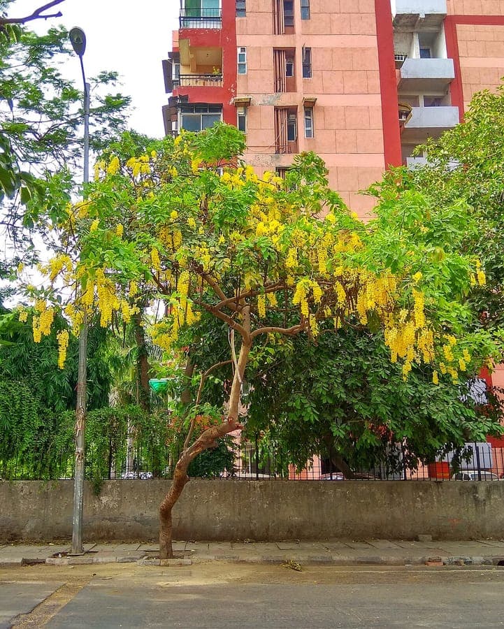 Cassia fistula gouden-regen boom met gele bloemen