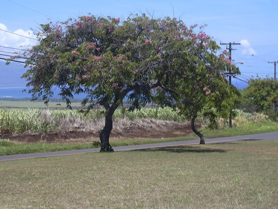 Pink and white blooms of Cassia javanica