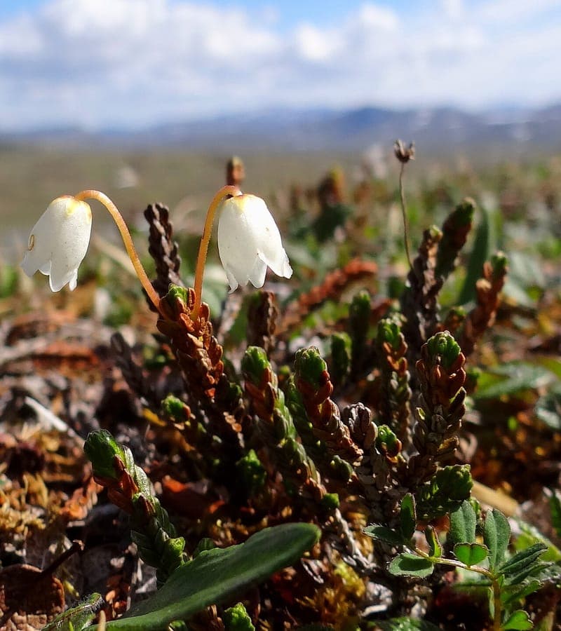 White Arctic mountain heather with white bell flowers in bloom