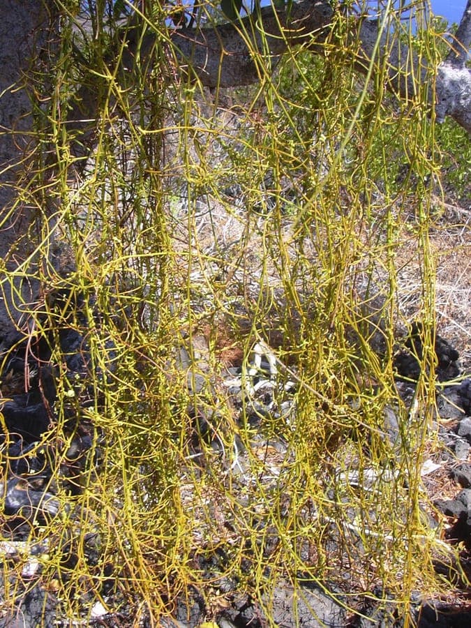 Cassytha filiformis parasitiaire wijnstok