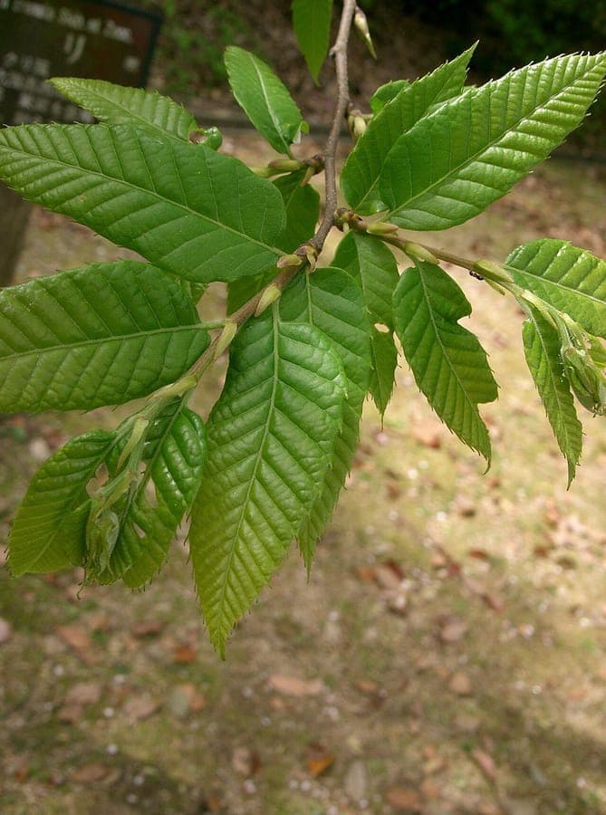 Japanese chestnut tree with fruits