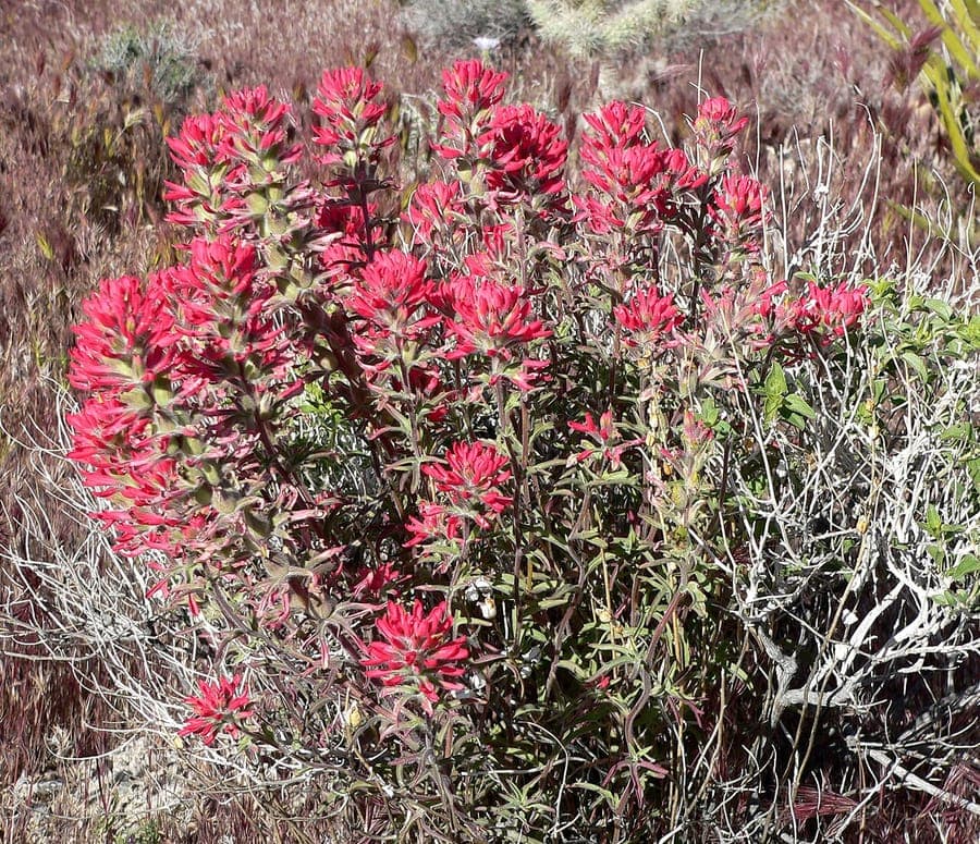 Bractees rouge vif de Castilleja angustifolia dans son habitat naturel de prairie de montagne