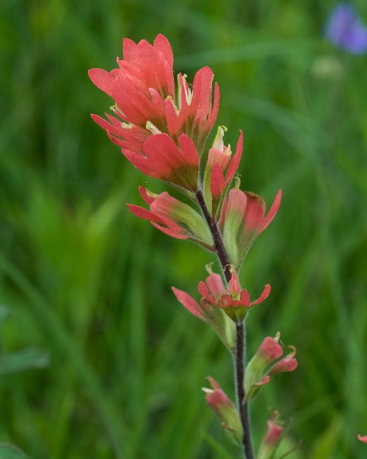 Scarlet Indian paintbrush with fiery red flower spikes