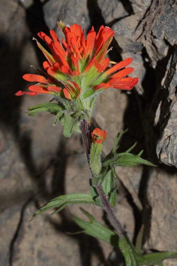 Castilleja hispida en fleur sur une pente ouverte du Pacifique Nord-Ouest