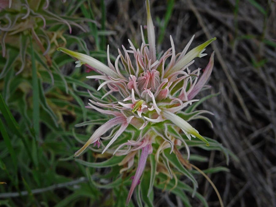 Castilleja sessiliflora en fleur sur une prairie sèche des Grandes Plaines