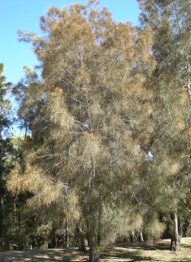 Casuarina cunninghamiana affichant ses brindilles fines caracteristiques