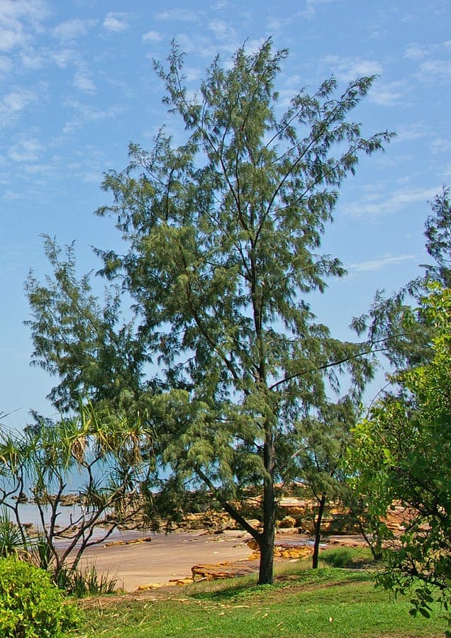 Australian beefwood Baum mit charakteristischen dunnen, graugruenlichen Zweigen