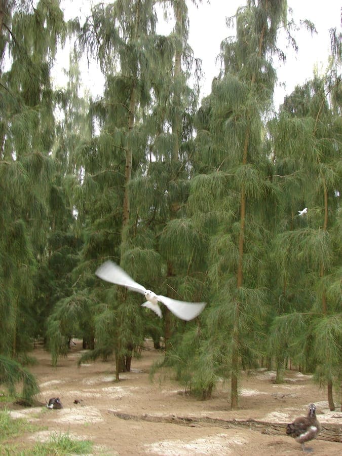 Casuarina glauca Grau-Kasuarine mit feinen nadelartigen gruenen Zweigen im Sonnenlicht