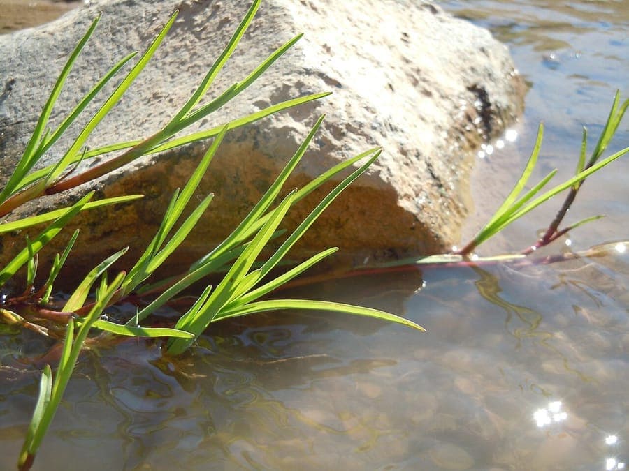 Water whorl-grass with fine foliage in shallow water, distinctive flower spike visible
