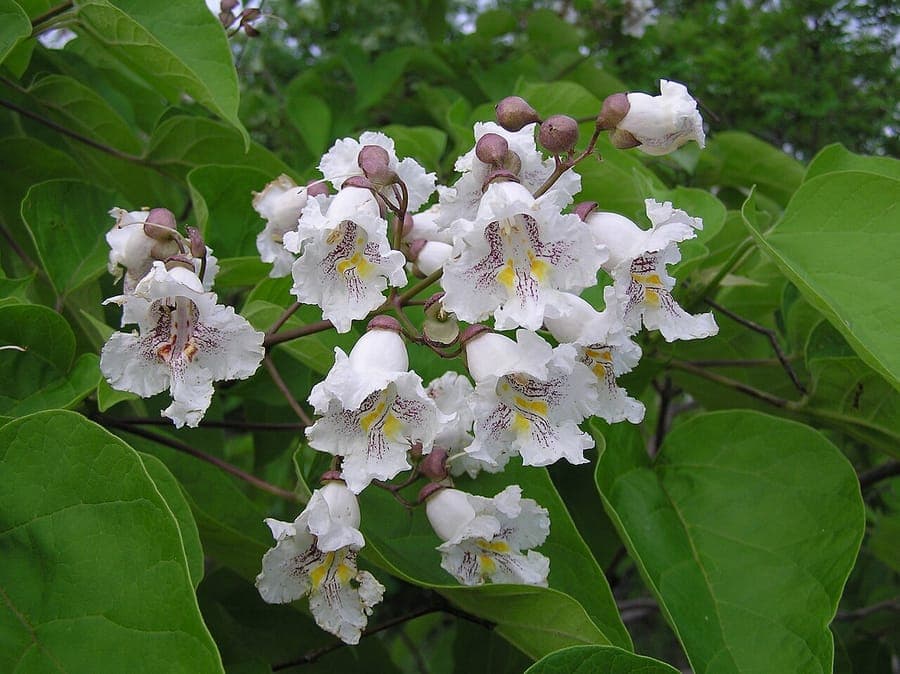 Trompetkroon met grote hartvormige bladeren en witte bloemen met paarse vlekken