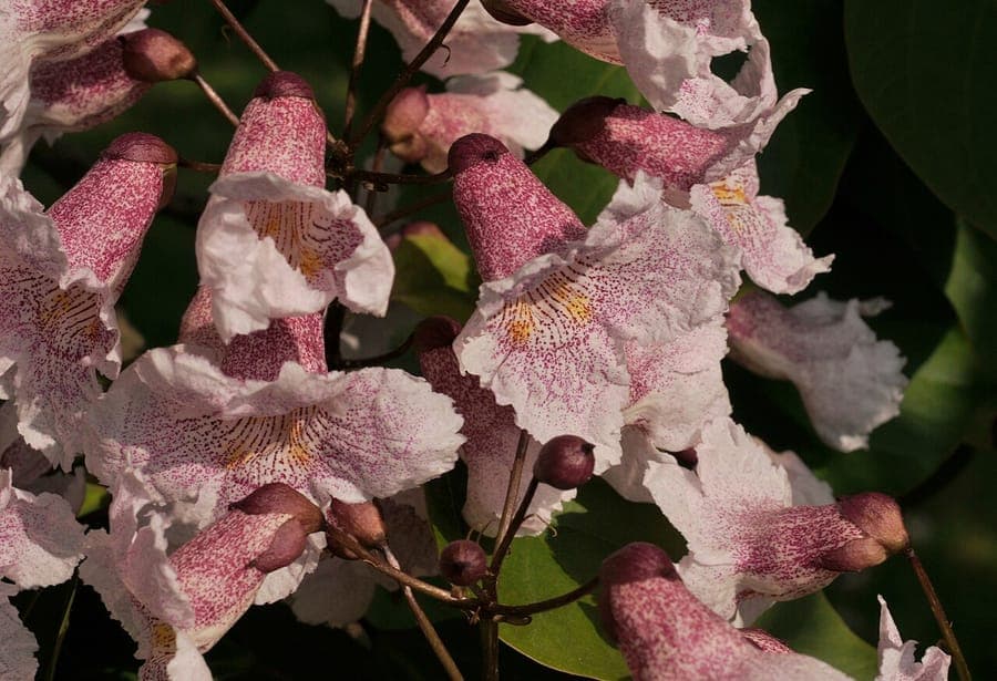 Catalpa bungei boom met grote bladeren en bloemen in tuinomgeving