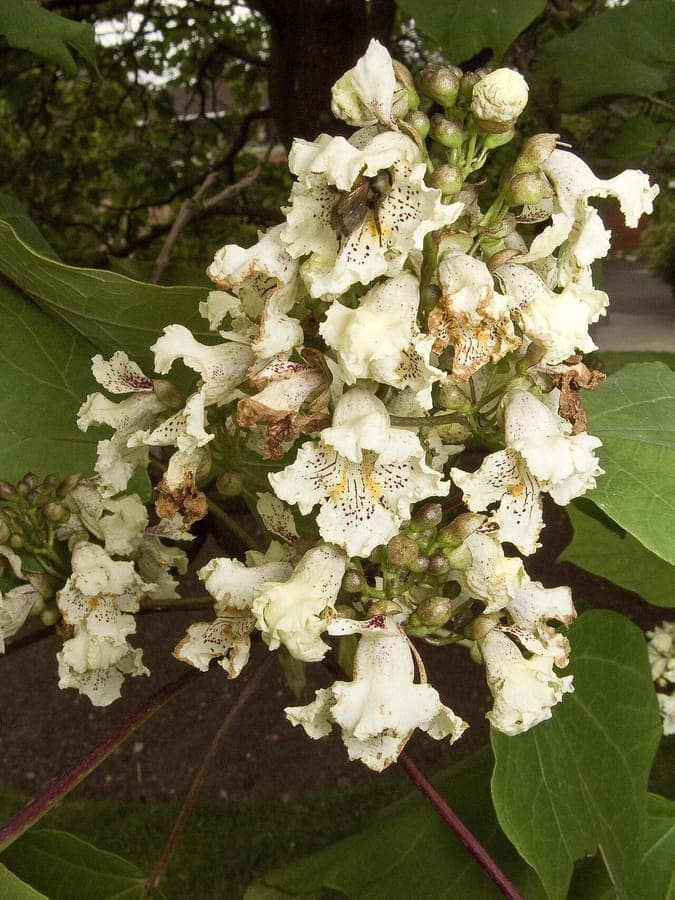 Chinese Catalpa tree with yellow flowers and heart-shaped leaves