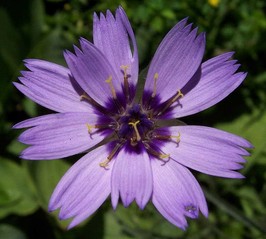Cupid's-dart in full bloom in a sunny, dry border, surrounded by lavender and gravel