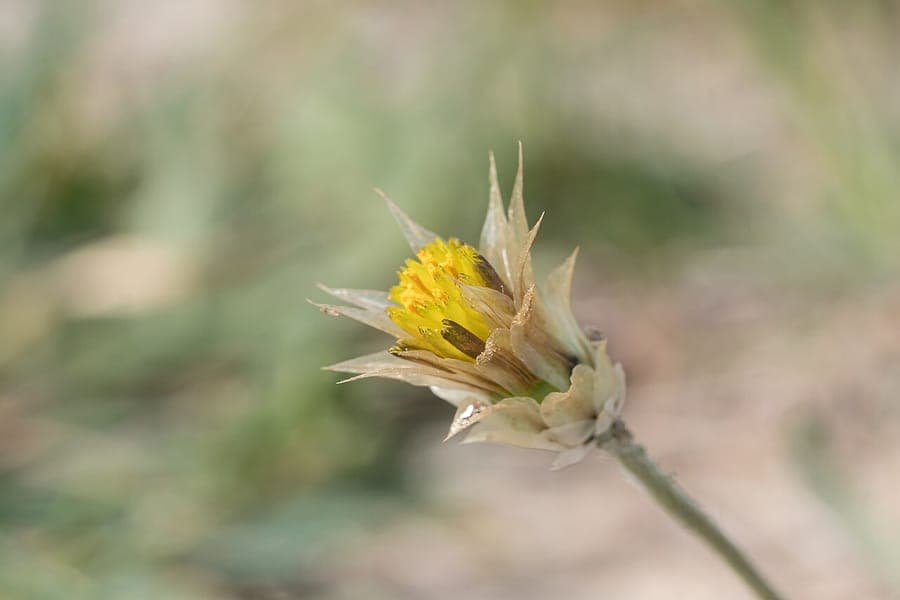 Catananche lutea with its characteristic yellow papery flower heads
