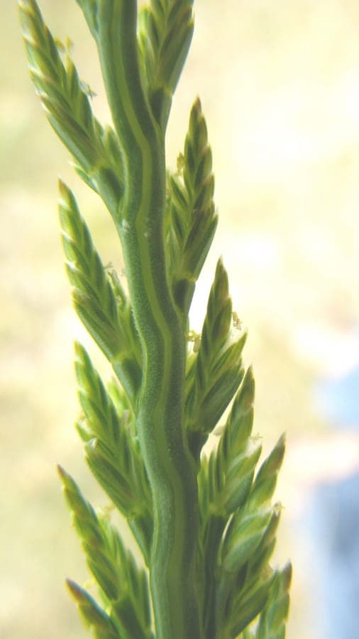 Sea-fern grass with characteristic upright flower spikes