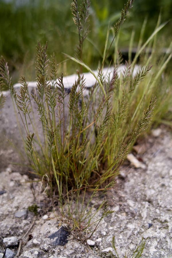 Fern grass in full bloom on a dry, sunny slope with light green foliage and airy flower spikes