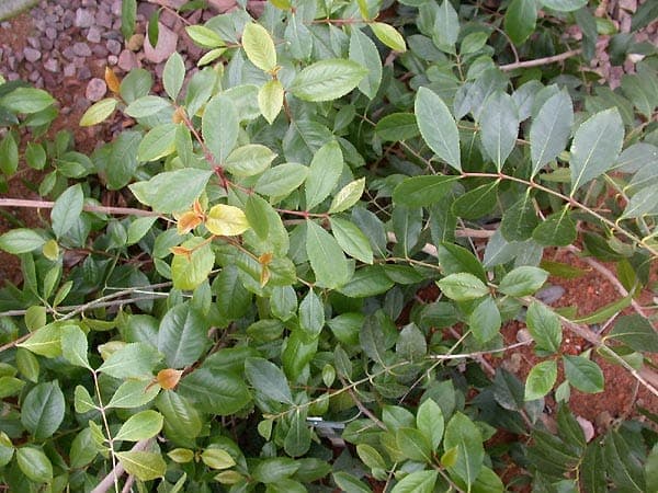 Arbuste Catha edulis aux feuilles vertes brillantes