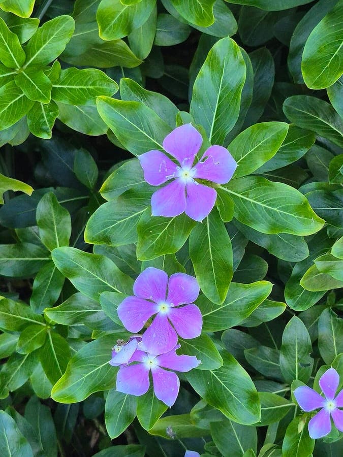 Catharanthus roseus mit rosa Blüten