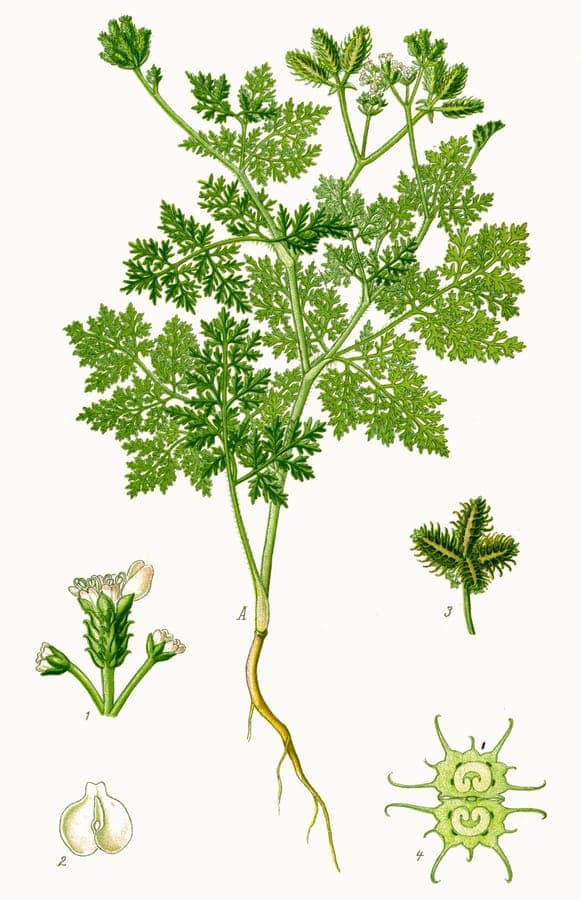 Fleur et structure de fruit Caucalis platycarpos