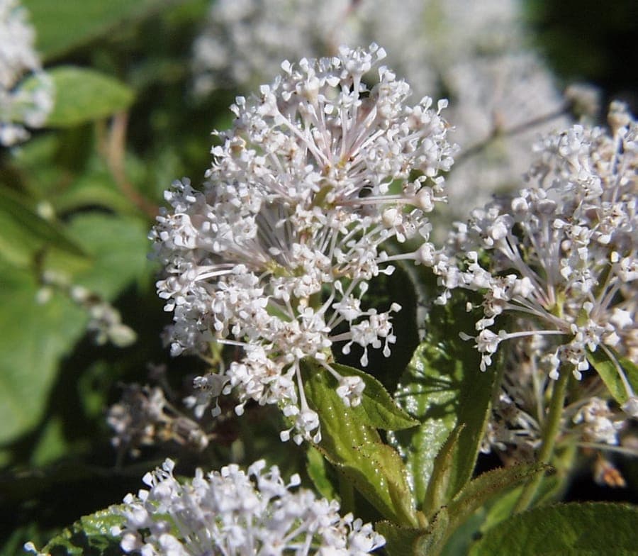 Ceanothus americanus ceanothe d'Amerique avec fleurs blanches