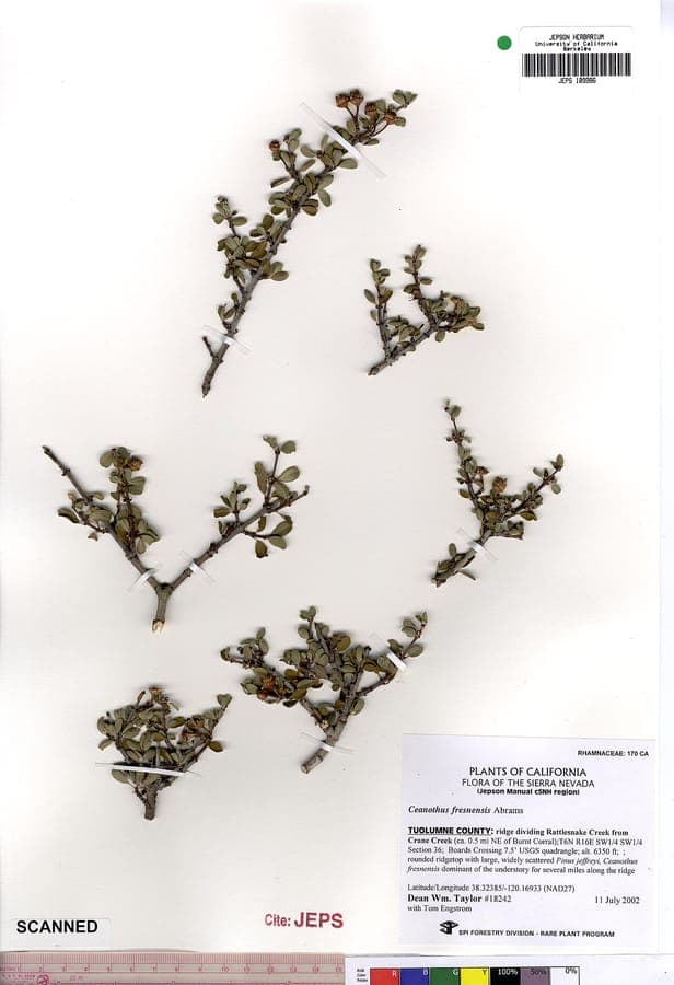 Ceanothus fresnensis struik in bloei met blauwe bloemtrossen