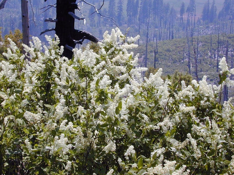 Ceanothus integerrimus Strauch mit langen weissen Blutenrispen in voller Blute