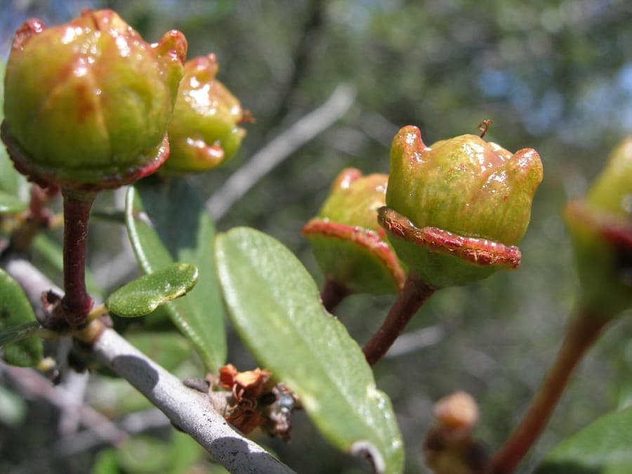 Ceanothus megacarpus Strauch mit dichten weissen Bluetendolden im kalifornischen Chaparral