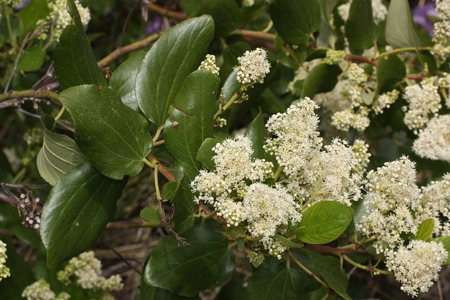 Ceanothus velutinus heester met witte bloemtrossen