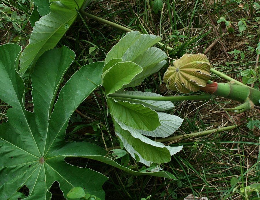 Trumpet Tree with large shield-shaped leaf and stem