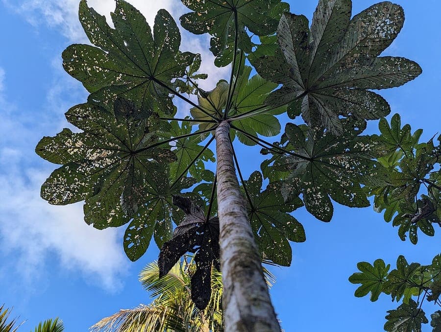 Cecropia schreberiana tropische boom met grote gelobde bladeren