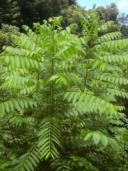 Cedrela odorata tree with compound leaves and fruits