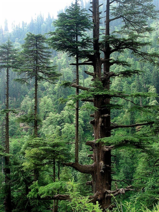 Mature Deodar cedar with drooping branches under a summer sky