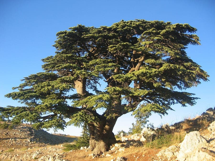 A mature Cedar of Lebanon with wide-spreading horizontal branches and deep green needles, standing tall in a spacious garden under a clear sky.