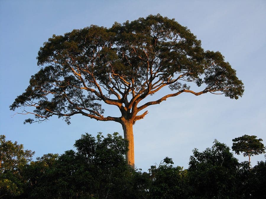 Ceiba pentandra - white silk-cotton tree