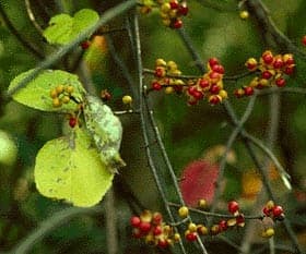 Oriental bittersweet vine climbing a tree trunk, showing split orange capsules revealing bright red berries.